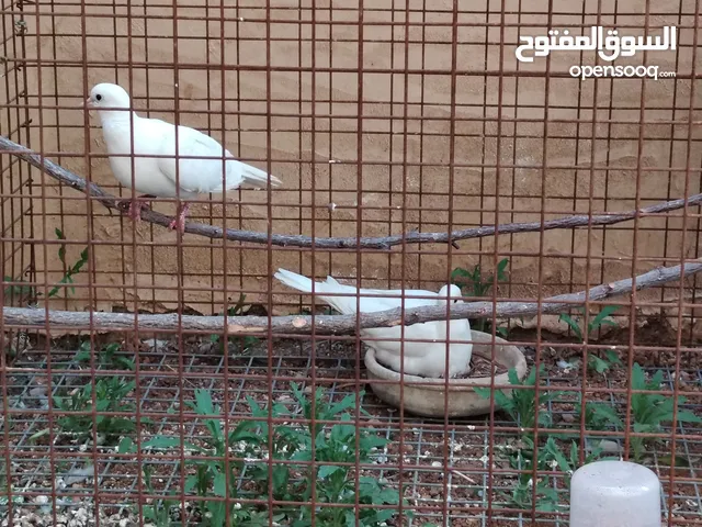 حمام بري ابيض و بني