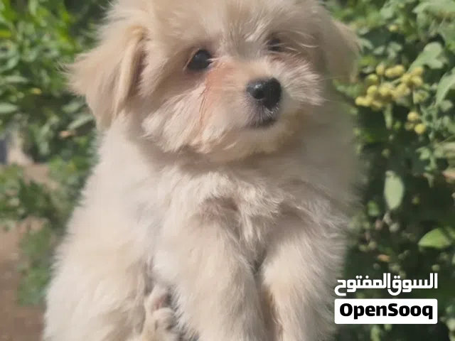 جرو مالتيبو