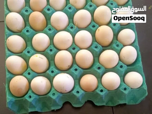 متاااح طبقه بيض دجاج عرب قفلها   وعندي بعد نص طبقه بيض دجاج كوشن كل البيض خزنه اقل من 5 ايام