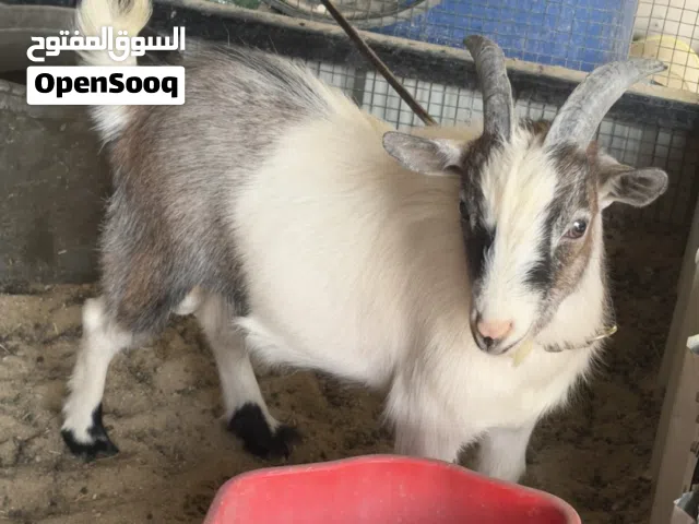 للبيع زوج ماعز قزم