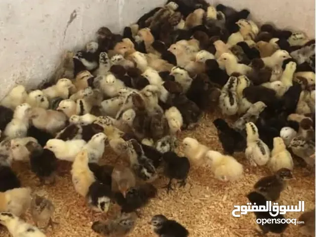 صوص بلدي نخب نخب