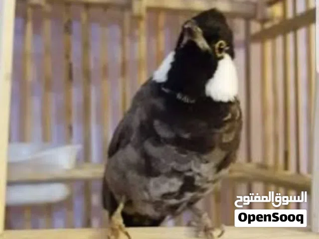 سلام عليكم محتاج رايد بلبل مخلف او صغير غرابي