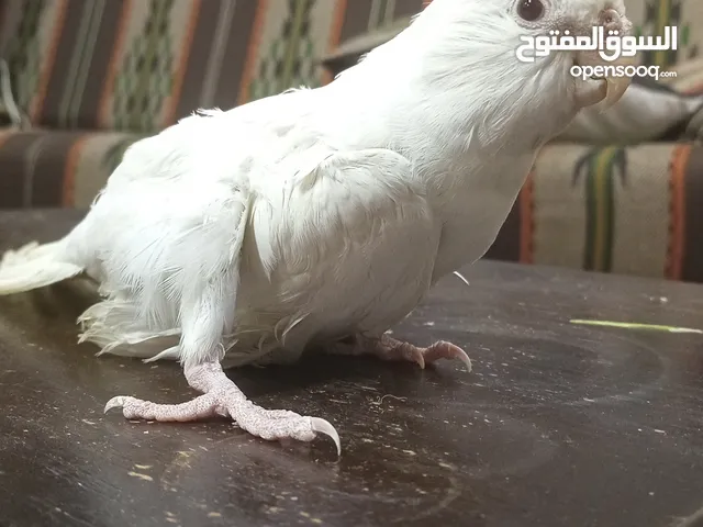 متاح بعد الصلاة على النبي موجود ذكر كوكتيل البينو عين حمرا شغال بس جنحانه ما بعرف ليش صارن هيك للبيع