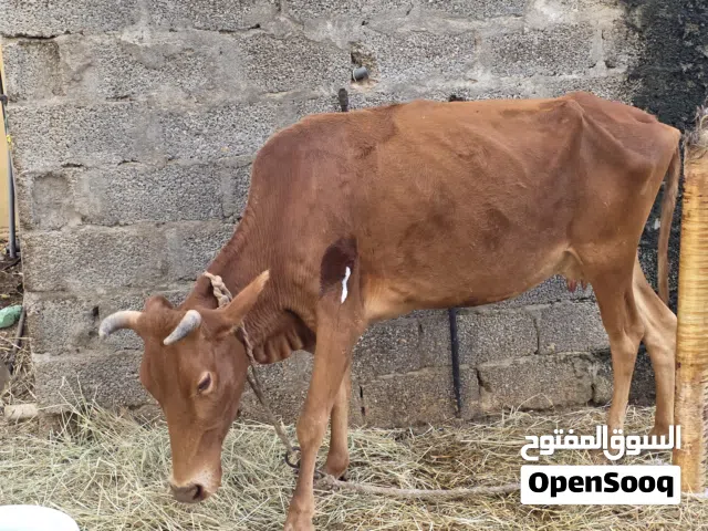 بقر مناسبات للذبح اللهم بارك او التربيه الراس 330ريال قابل