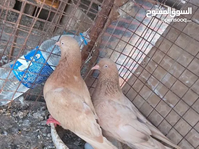 حمام كوايتي البيع الوصف مهم
