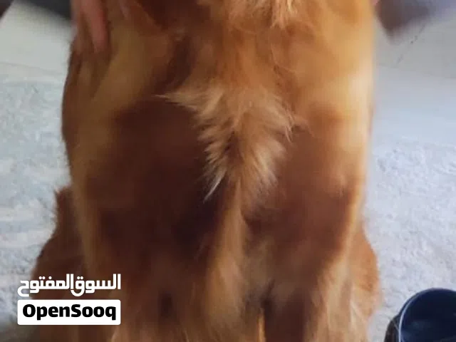 Female Golden Retriever