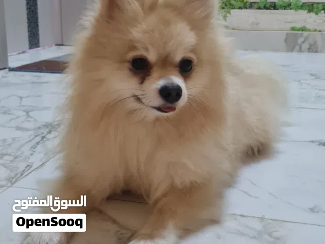 هذا الحيوان هو كلب من سلالة بومرينيان (Pomeranian)، ويُعرف اختصاراً باسم "بوم".