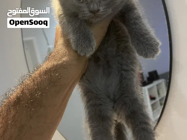 قطط سكوتش فولد