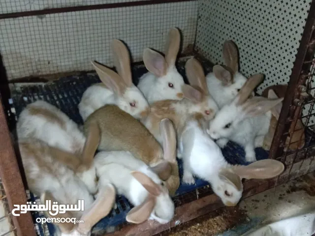 10 فراخ هجين بابيون على ألماني