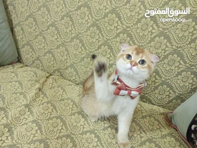 كيتن سكوتش فولد ذكر اوكراني و مطعم.. للبيع