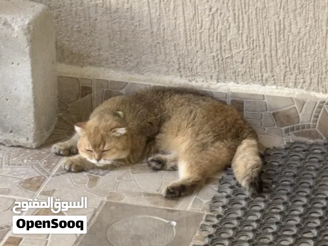بريتيش شورت هير جولدن شيدد) للبيع قطوه العمر من خمس اشهر القطوه. بحاله ممتازه. جدا
