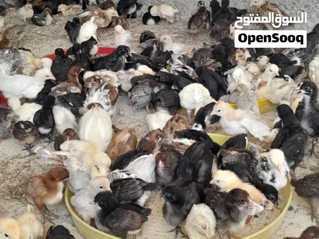 Chicken, pigeone, duck baby for sale