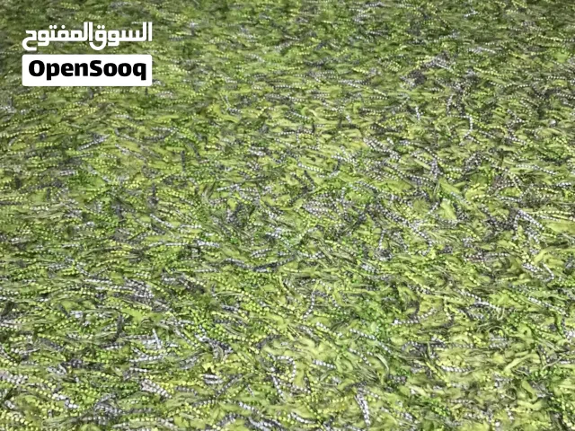 سجادة شاقي ثقيل وبسعر مغري