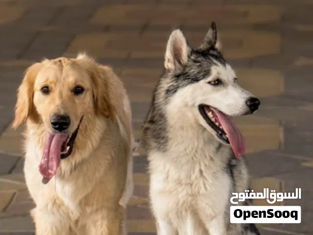 كلب هاسكي لون ابيض ورصاصي لون عيونه ازرق متدرب تدريبات خفيفه ما يسوي ازعاج والليف عنده جواز ومتطعم
