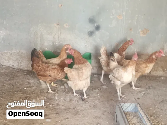 لوهمان براون