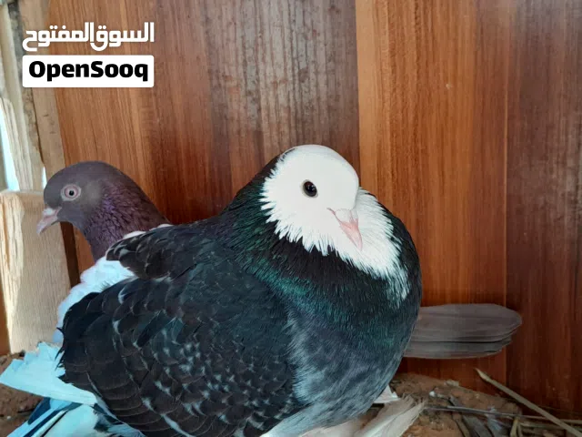 حمام شقلاب للبيع