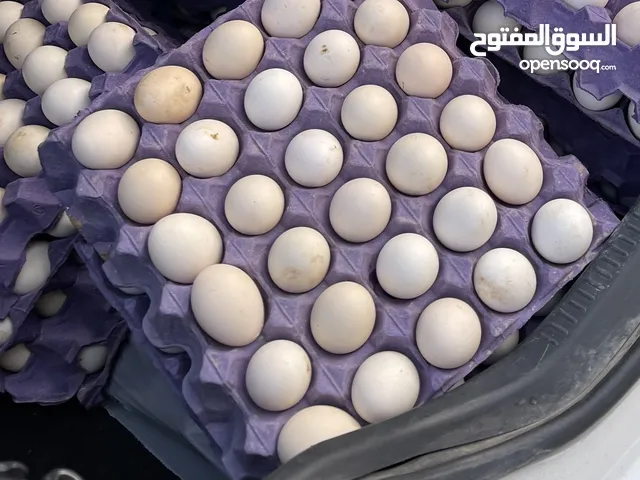 للبيع بيض دجاج عربي ملقح  وبيض اكل