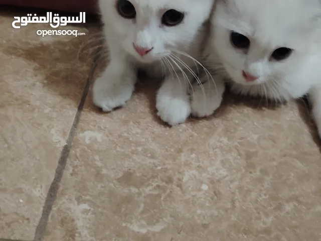 قطط شرازي نار