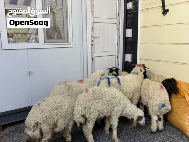 شارع كازينو لبنان