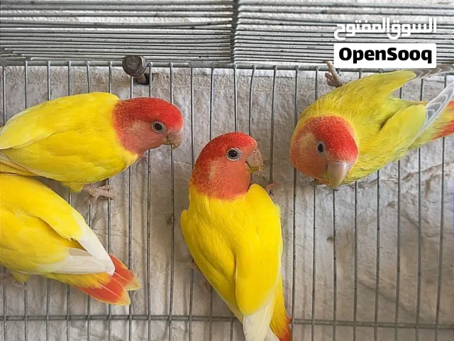 روز اوبلاين