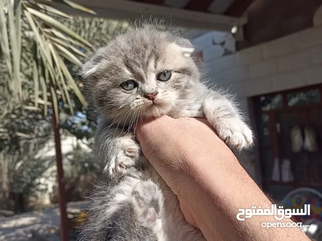 قط ذكر للبيع