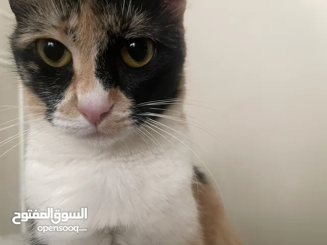 قطة للتزاوج في عجمان