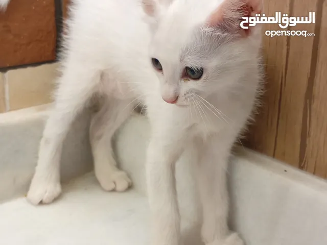 قطط 3 الام شيرازية والاب عماني