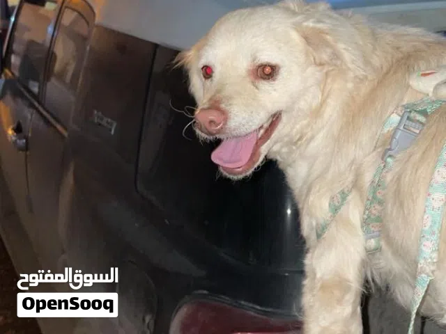 كلبه شيواوه حاجه لاقوه الا بالله