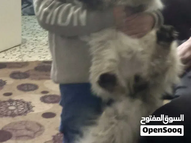 ذكر وأنثى هملايا عمر سنه 3شهور