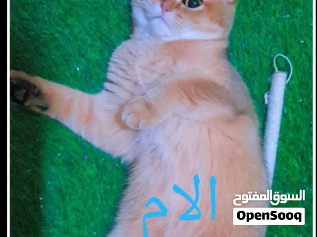 انثى سكوتش ستريت جولدن ny11