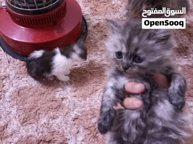 شيرازيات للبيع ثلاثتهم