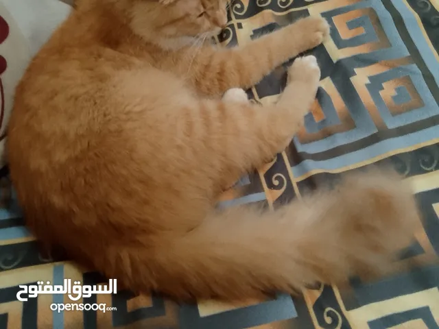 قطط للبيع شيرازيه