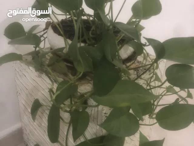 ماني بول جميل مع اكسسوري