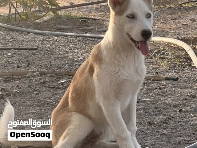 كلب هاسكي صغير بعمر 3 شهور صالح للتربيه و التدريب