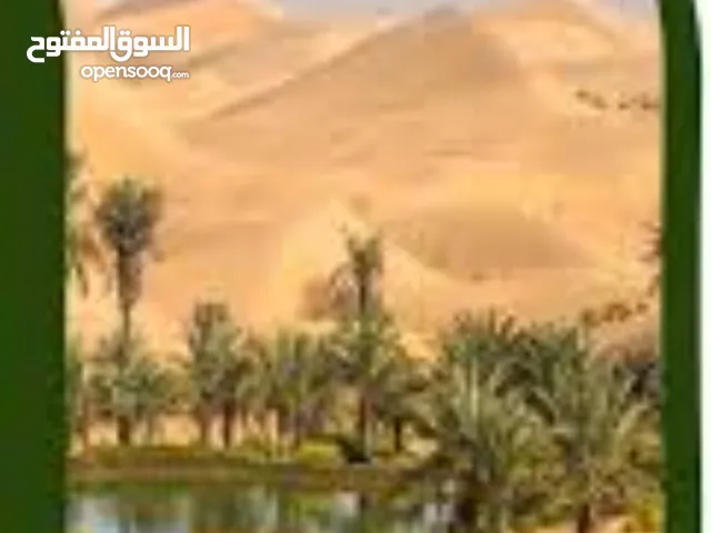 مطلوب مزرعه للبيع ليوا مطله على الرمله المحاضر الشرقية مزروعه تكون