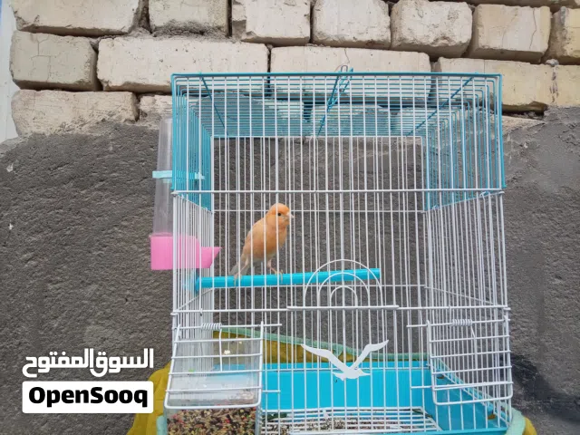 متاح كناري شيرازي فحل للبيع