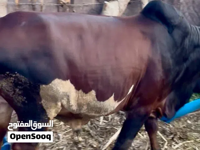 سيتم ذبح ثور سمين