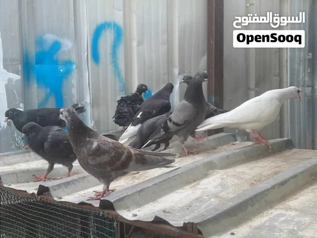 طبات لوت 2026 2027
