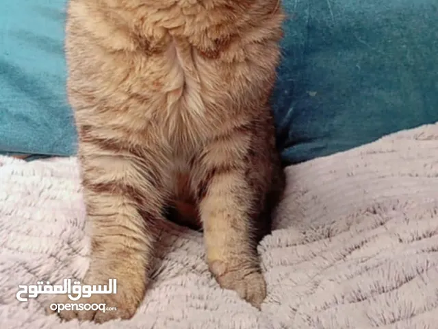 ذكر دبل فولد