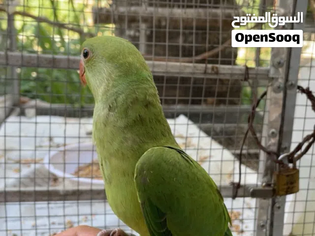 ببغاء دره.