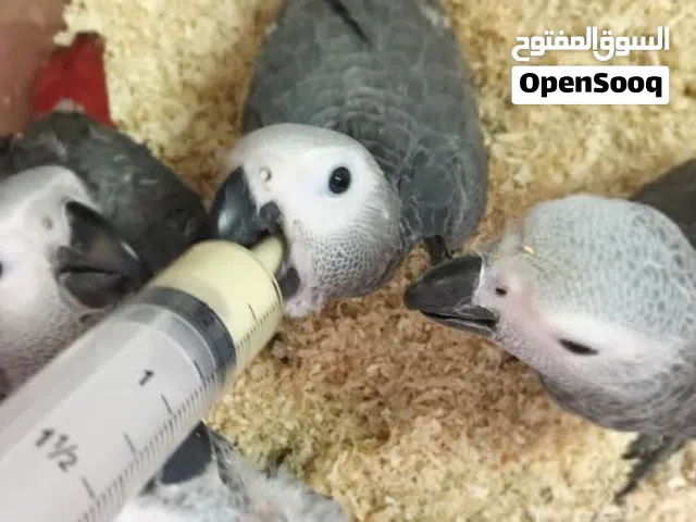 متوفر فروخ كاسكو بعمر شهرين نظاف ومحصنات قابل بحدود معقول