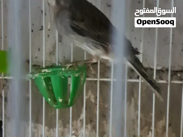 جوز رازا شغال كفاله