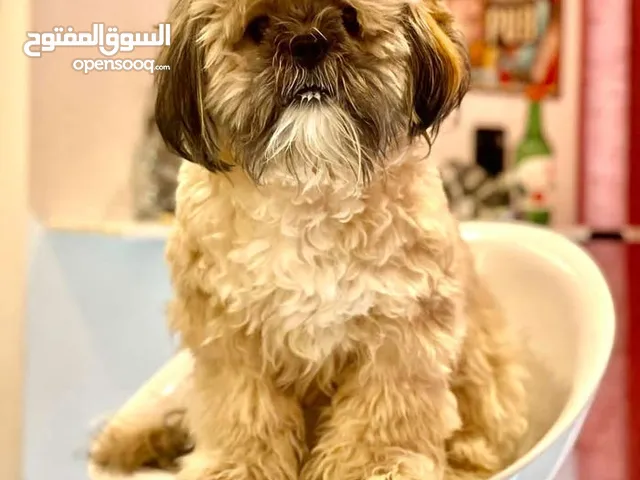 لتلقيح فقط For meeting only