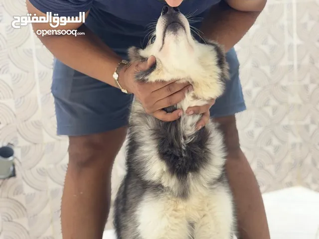هاسكي بيور شوه لين 2025
