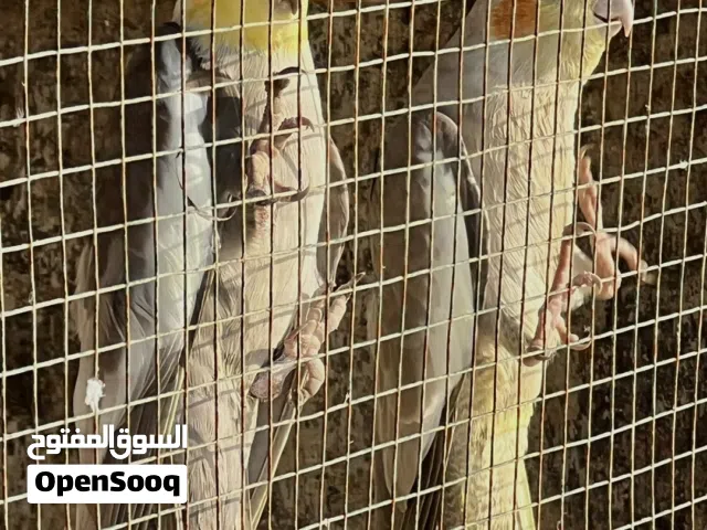 للبيع زوج كوكتيل منتج مضمون او للبادله ب زوج متوه