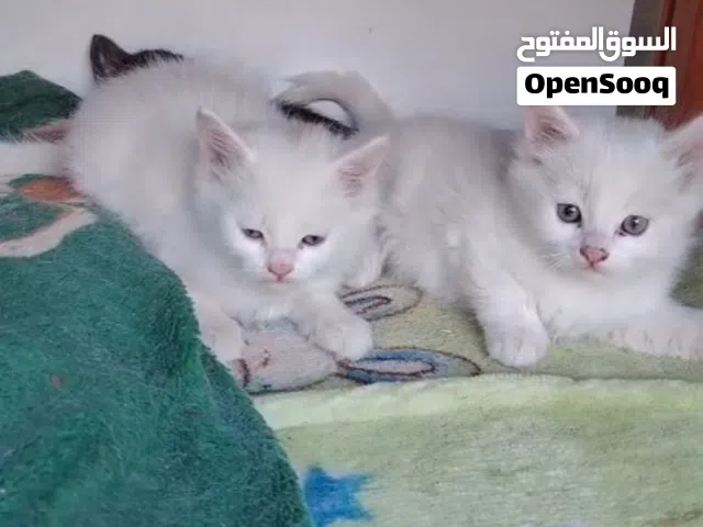 سنور شيرازي
