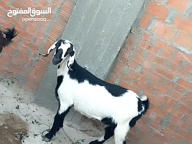 بسم الله الرحمن الرحيم السبت21/12/2024 مشاء الله متاح معزتين زي الغزلان ملس خشنين قرع زرايبي وشامي