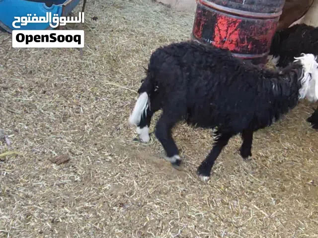 كباش محلية للبيع  واحد عمرة سنة تقريبا وشهر مطلوب 135  والثاني11شهر مطلوب 125 للتواصل