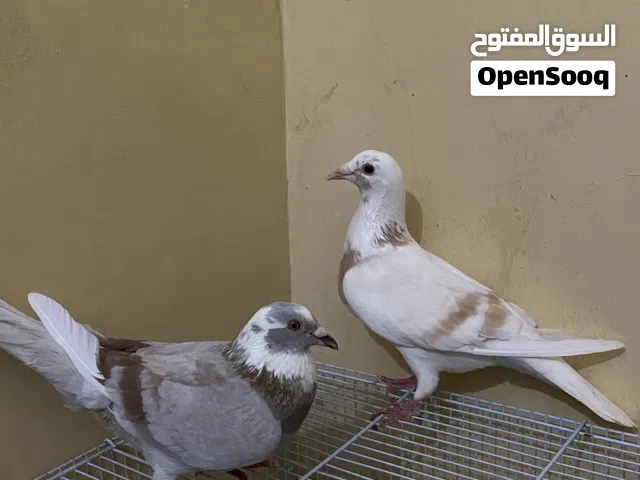 زاجل للبيع ازواج
