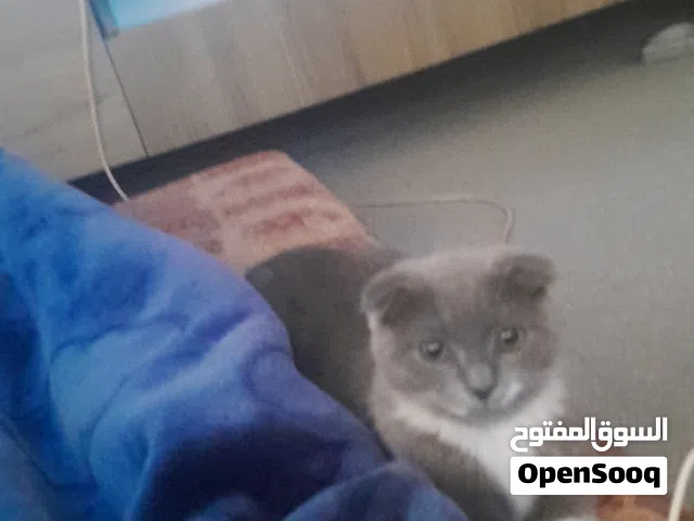 قطه سكوتش فولد